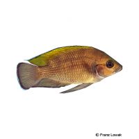 Moore's Lamprologus (Variabilichromis moorii)