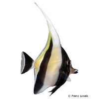 Moorish Idol (Zanclus cornutus)