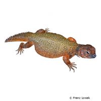 Moroccan Spinytail Lizard (Uromastyx nigriventris)