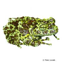 Mossy Frog (Theloderma corticale)