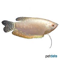 Mother of Pearl Gourami (Trichopodus trichopterus 'Mother of Pearl')