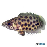 Mottled Bushfish (Ctenopoma weeksii)