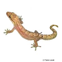 Mourning Gecko (Lepidodactylus lugubris)