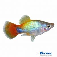 Multicolor Platy (Xiphophorus maculatus var.)