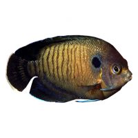 Multispined Angelfish (Centropyge multispinis)