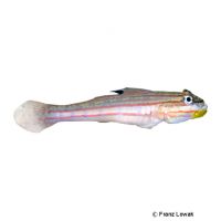 Mural Sleeper Goby (Valenciennea muralis)