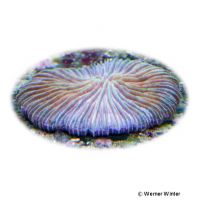 Mushroom Coral (LPS) (Cycloseris tenuis)