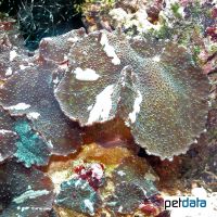 Mushroom Coral (Discosoma nummiforme)