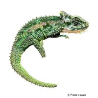 Natal Midlands Dwarf Chameleon (Bradypodion thamnobates)