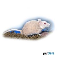Natal Multimammate Mouse (Mastomys natalensis)