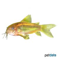 Neon Cory (Corydoras aeneus)