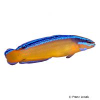 Neon Dottyback (Pseudochromis aldabraensis)