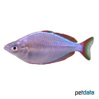 Neon Dwarf Rainbowfish (Melanotaenia praecox)
