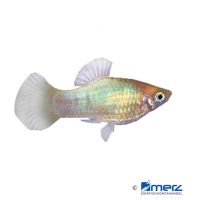 Neon Green Platy (Xiphophorus maculatus var.)