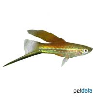 Neon Highfin Swordtail (Xiphophorus hellerii var.)