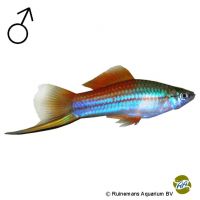 Neon Swordtail (Xiphophorus hellerii var.)