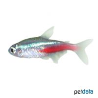 Neon Tetra (Paracheirodon innesi)