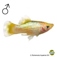 Neon Yellow Platy (Xiphophorus maculatus var.)