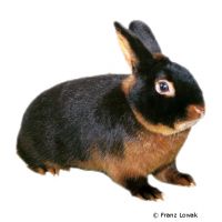 Netherland Dwarf Rabbit (Oryctolagus cuniculus f.dom. 'Netherland Dwarf')