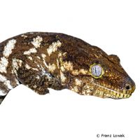 New Caledonia Giant Gecko (Rhacodactylus leachianus)