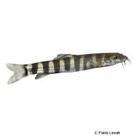 Nichols' Stone Loach (Schistura nicholsi)