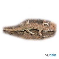 Nidua Fringe-fingered Lizard (Acanthodactylus scutellatus)