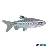 Niger Tetra (Arnoldichthys spilopterus)