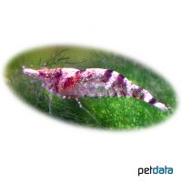 Ninja Shrimp (Caridina serratirostris)