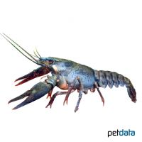 Noble Crayfish (Astacus astacus)