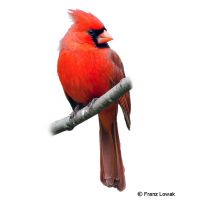 Northern Cardinal (Cardinalis cardinalis)