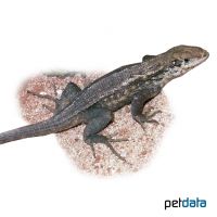 Northern Curlytail Lizard (Leiocephalus carinatus)