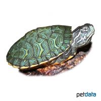 Northern Redbelly Turtle (Pseudemys rubriventris)