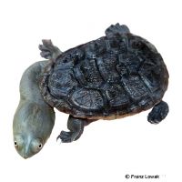 Northern Snake-necked Turtle (Chelodina siebenrocki)