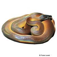 Northern White-lipped Python (Bothrochilus albertisii)