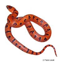 Nuevo Leon Kingsnake (Lampropeltis leonis)