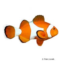 Ocellaris Clownfish (Amphiprion ocellaris)