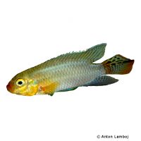 Ocellated Kribensis Matadi (Pelvicachromis subocellatus 'Matadi')