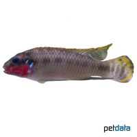 Ocellated Kribensis (Pelvicachromis subocellatus)