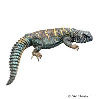 Ocellated Spinytail Agama (Uromastyx ocellata)