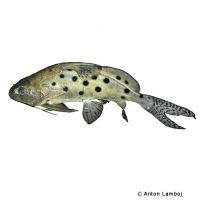 Ocellated Synodontis (Synodontis ocellifer)