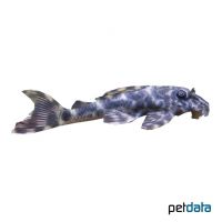 Ocelot Pleco L287 (Hypancistrus sp. 'L287')