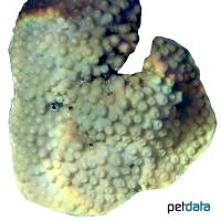 Octopus Coral (LPS) (Turbinaria patula)