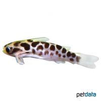 Oil Catfish (Centromochlus perugiae)