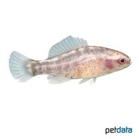 Okefenokee Pygmy Sunfish (Elassoma okefenokee)