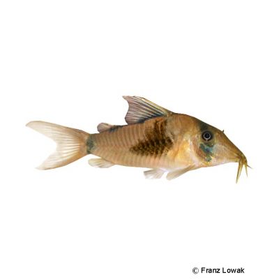 Olga Cory (Corydoras simulatus) - Pet Wiki