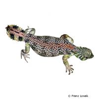 Omani Spinytail Lizard (Uromastyx thomasi)