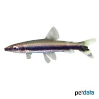 Oneline Pencilfish (Nannostomus unifasciatus)