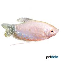 Opaline Gourami (Trichopodus trichopterus 'Opaline')