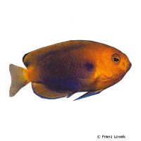 Orange Angelfish (Centropyge fisheri)