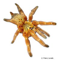 Orange Baboon Tarantula (Pterinochilus murinus)